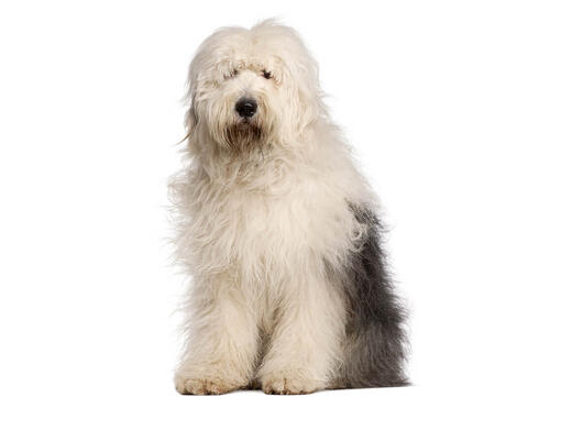 Old english store sheepdog little mermaid